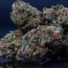 Acheter Runtz Strain