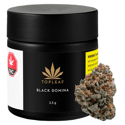 Black Domina Strain
