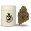Studio 54 Strain