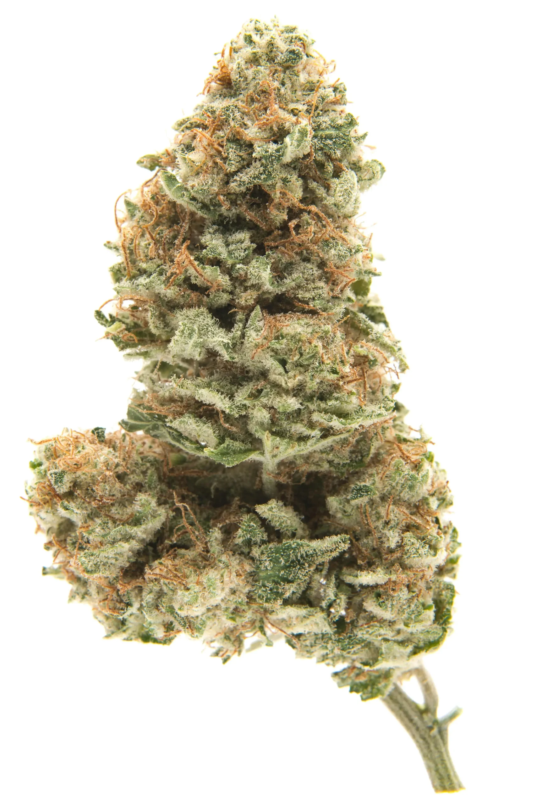 bubblegum strain